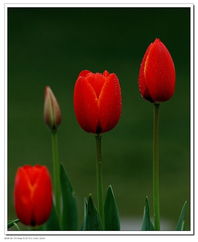 北京圃朗特園藝 科技賦能花卉產業，機械設備引領園藝新潮流